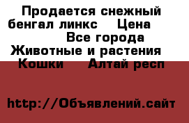 Продается снежный бенгал(линкс) › Цена ­ 25 000 - Все города Животные и растения » Кошки   . Алтай респ.